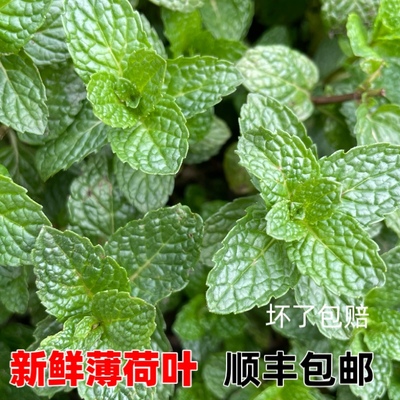 薄荷叶新鲜食用贵州特产野菜农家自种狗肉香留兰香鱼香菜火锅蔬菜