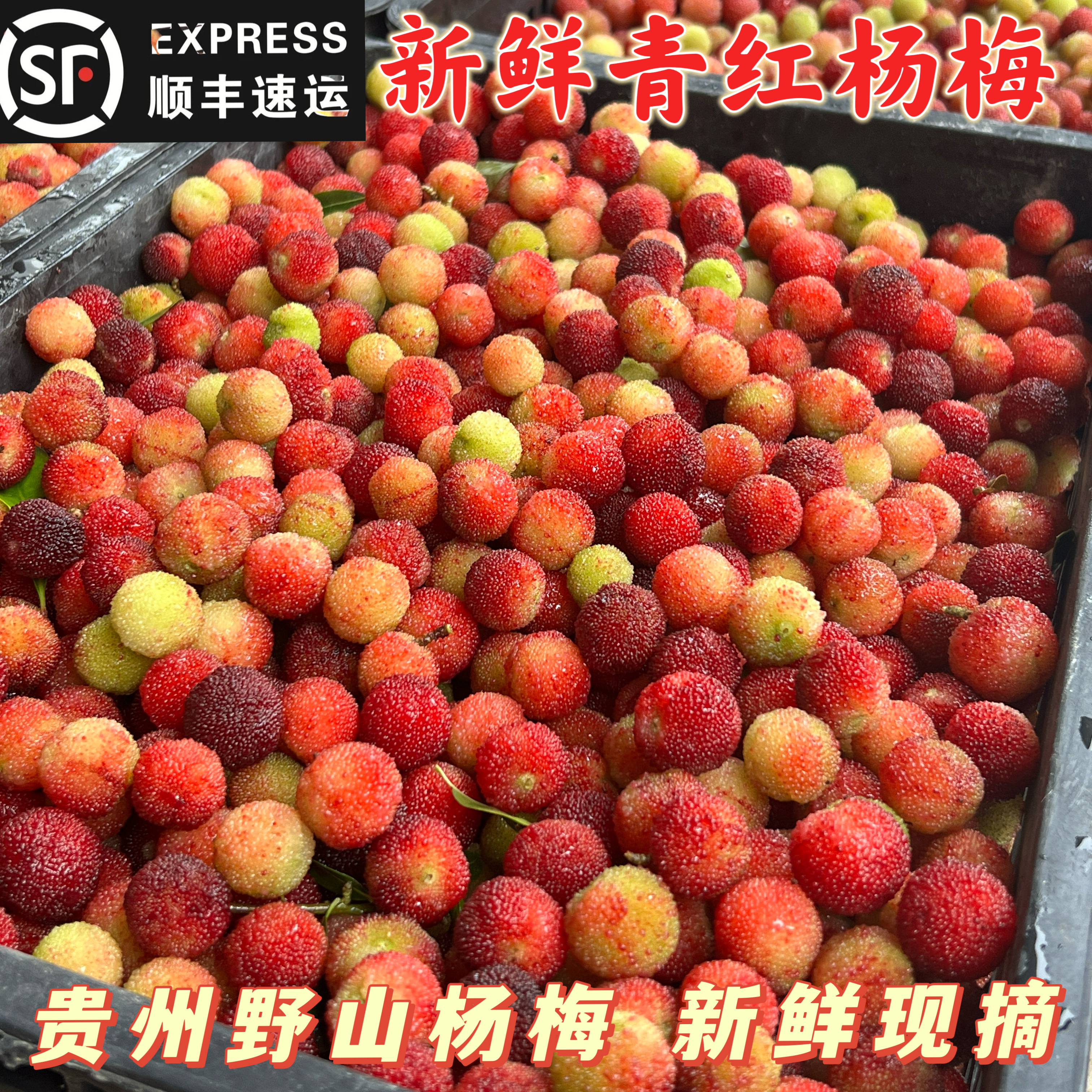 贵州新鲜土青红杨梅鲜果当季孕妇水果泡酒杨梅山现货现摘整箱5斤