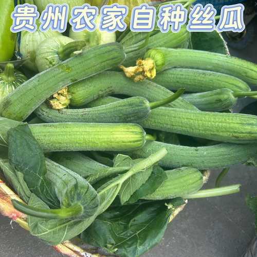 贵州农家自种丝瓜新鲜嫩丝瓜老品种绿皮线丝瓜时令蔬菜现摘现发
