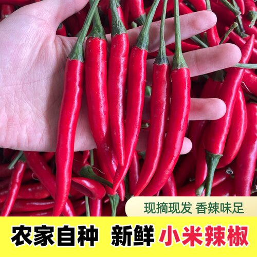 小米辣椒新鲜红辣椒指朝天椒新鲜红尖椒薄皮椒农家自种山椒七彩椒