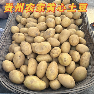 高山特产农家新鲜黄心土豆洋芋马铃薯10斤装 蔬菜 甜糯香甜当季