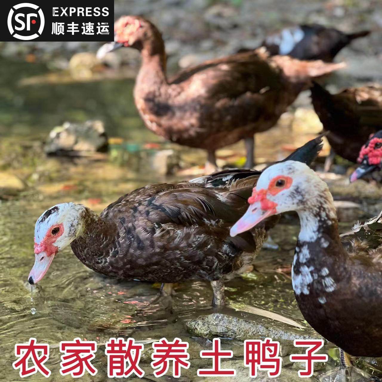 贵州农家洋鸭子旱鸭子老鸭子土鸭整只红脸水鸭货新鲜活鸭现杀顺丰