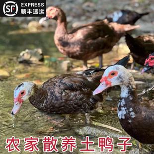 贵州农家洋鸭子旱鸭子老鸭子土鸭整只红脸水鸭货新鲜活鸭现杀顺丰