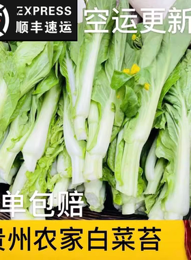 贵州白菜苔农家露天自种新鲜蔬菜菜心火锅菜现摘发货顺丰中通