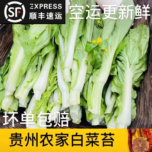 贵州白菜苔农家露天自种新鲜蔬菜菜心火锅菜现摘发货顺丰中通