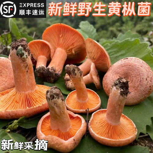 新鲜菌菇枞树菌九月香菌