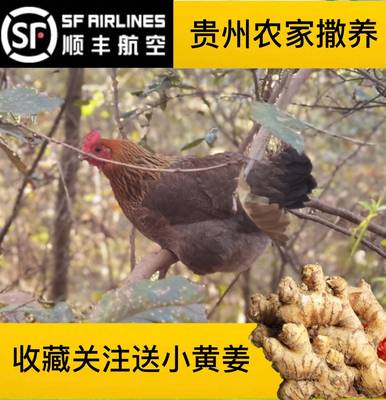 贵州土鸡走地鸡新鲜食材冷链发货