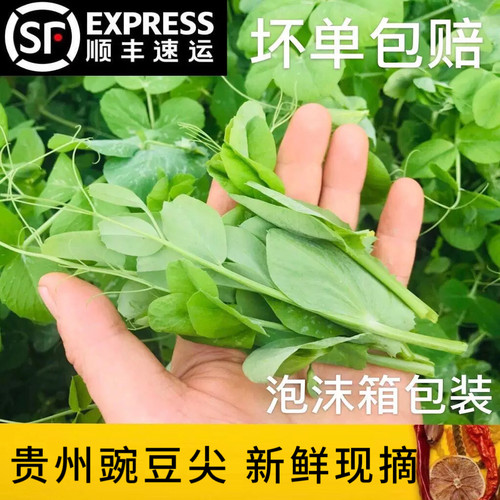 贵州豌豆尖新鲜蔬菜火锅菜当季豌豆苗嫩豌豆秧龙须菜3斤非种子