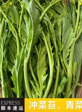 贵州冲菜尖农家露天自种青菜苔香菜苔心六月青辣菜新鲜现采摘发货