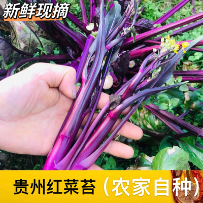 菜苔新鲜甜嫩菜心高山红菜苔红油菜苔杆子紫菜苔农家青菜嫩苔菜薹