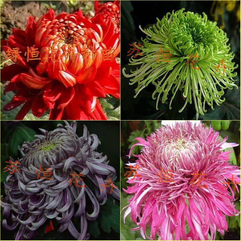 盆栽大菊九月4棵包邮菊花苗图片
