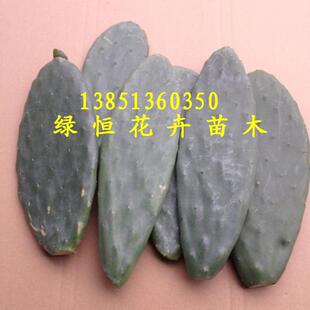 食用仙人掌米邦塔仙人掌盆栽仙人掌苗可食用美容观赏等