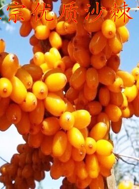 大果沙棘苗盆栽果树苗