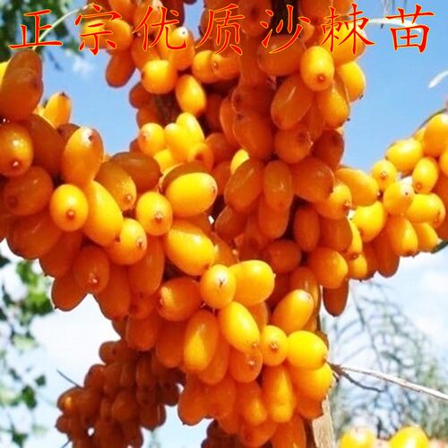 大果沙棘苗盆栽果树苗
