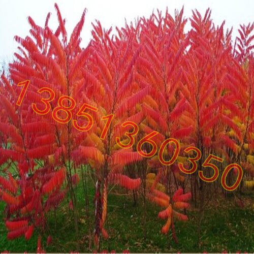 彩叶树种火炬树苗庭院植物