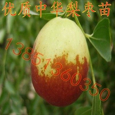 中华梨枣树苗嫁接梨枣苗大玲枣