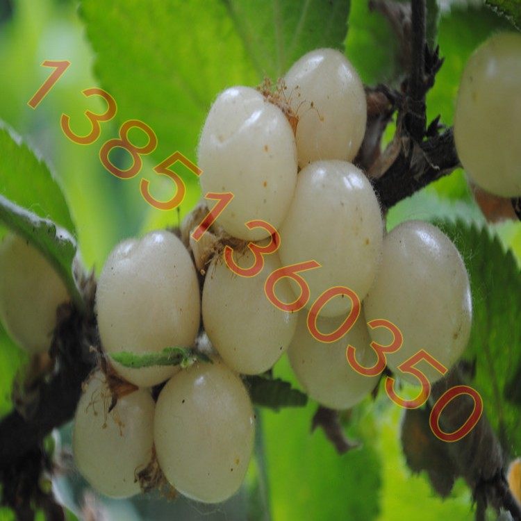 白色樱桃苗白玉樱桃树苗白珍珠樱桃苗超甜樱桃盆栽樱桃苗矮化品种