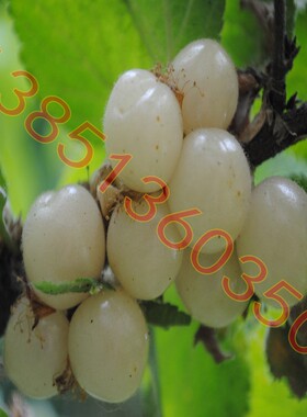 白色樱桃苗白玉樱桃树苗白珍珠樱桃苗超甜樱桃盆栽樱桃苗矮化品种