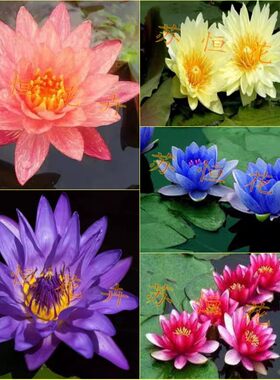 水生花卉盆栽睡莲花苗盆栽睡莲 大睡莲根块 水生植物荷花1个包邮