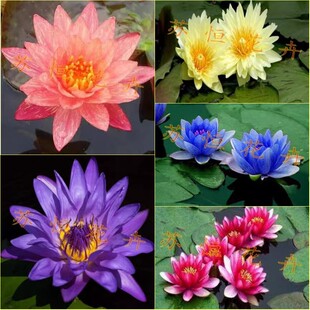 水生花卉盆栽睡莲花苗盆栽睡莲 大睡莲根块 水生植物荷花1个包邮