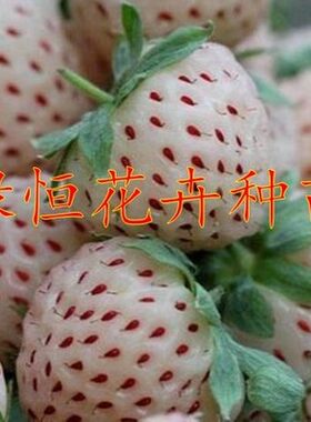 优质无菌白草莓苗盆栽