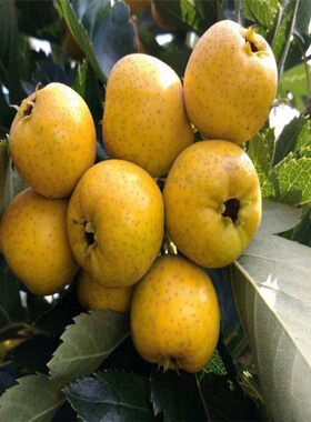 黄果山楂苗全国均可种植矮化品种