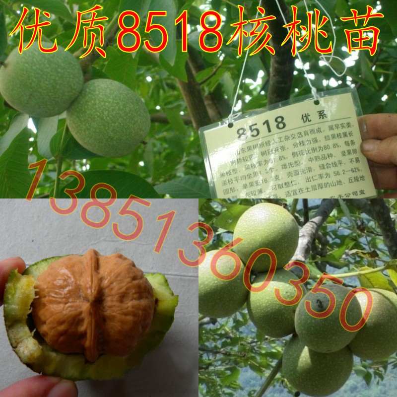 高产8518核桃树苗嫁接苗