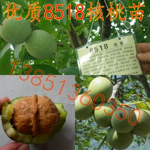 高产核桃苗8518嫁接苗 核桃苗嫁接苗8518核桃树苗正品保证