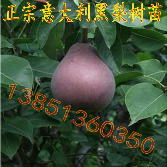 超耐寒梨树品种 正宗意大利黑梨树苗 优质黑梨苗黑梨树树苗