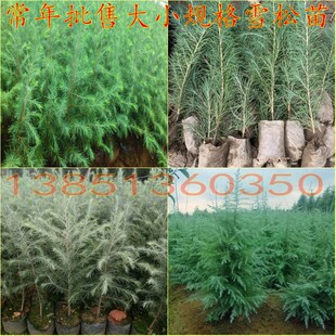 批售雪松袋苗四季常青树种雪松树苗雪松苗庭院植物盆栽花卉黑松苗