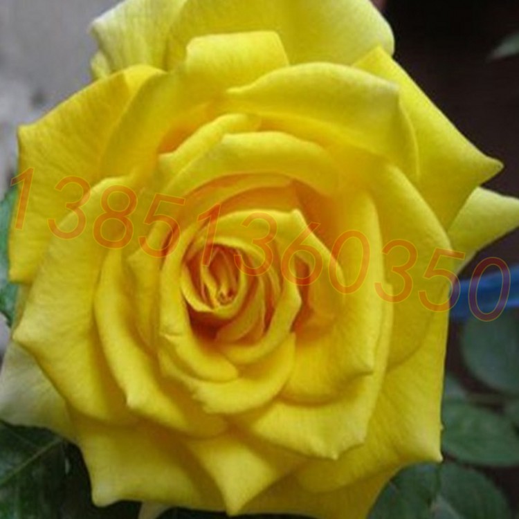 正宗绿色莱茵黄金月季盆栽