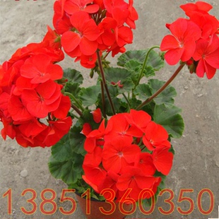 盆栽花卉天竺葵花苗花期超长 多色天竺葵苗大花天竺葵花苗包邮