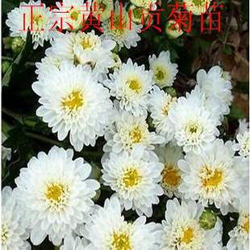 正宗黄山贡菊苗食用菊花苗药用菊花苗泡茶喝的贡菊花苗 拍3棵包邮