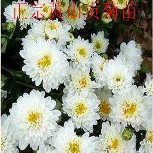 包邮 拍3棵 贡菊花苗 正宗黄山贡菊苗食用菊花苗药用菊花苗泡茶喝