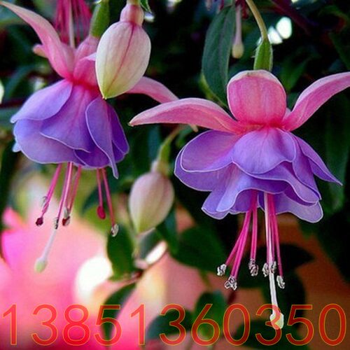 彩色倒挂金钟包邮灯笼花