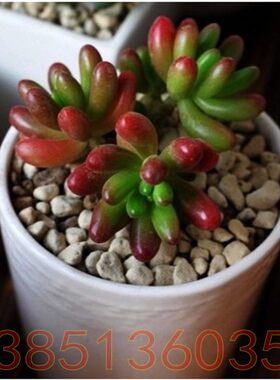 绿植桌面虹之玉易成活多肉植物