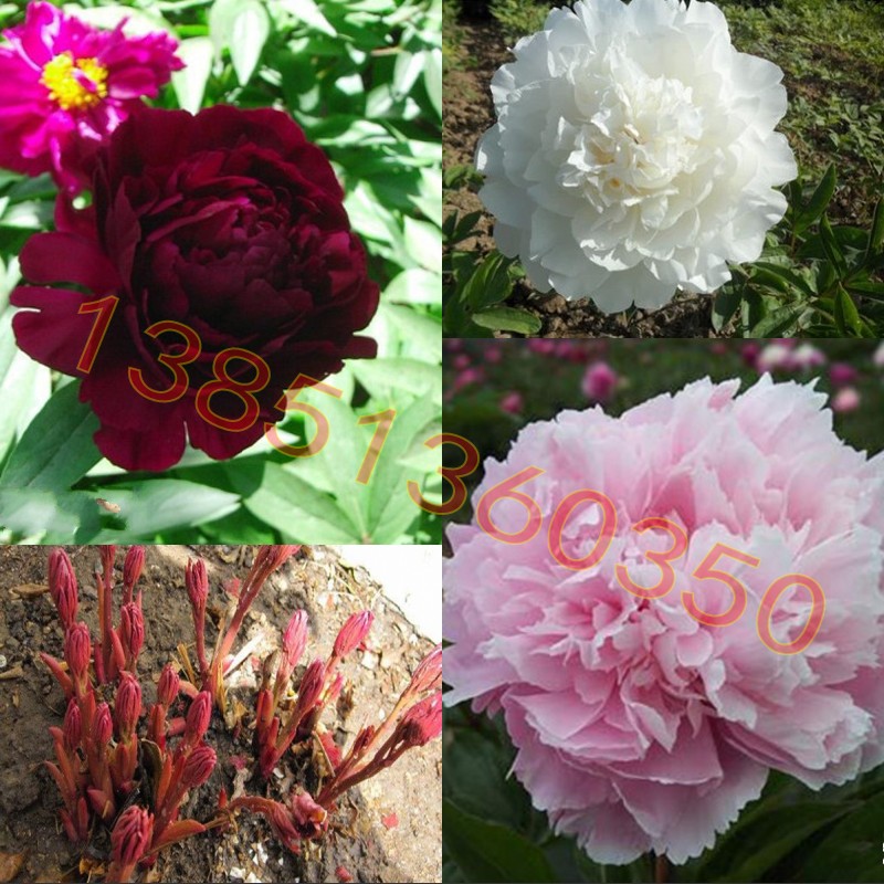 多年生芍药苗 芍药种根  芍药花苗 当年开花苗白芍药苗 2个包邮