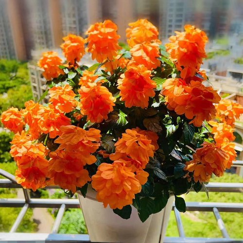 鸟尾花带花苞盆栽开花多年生