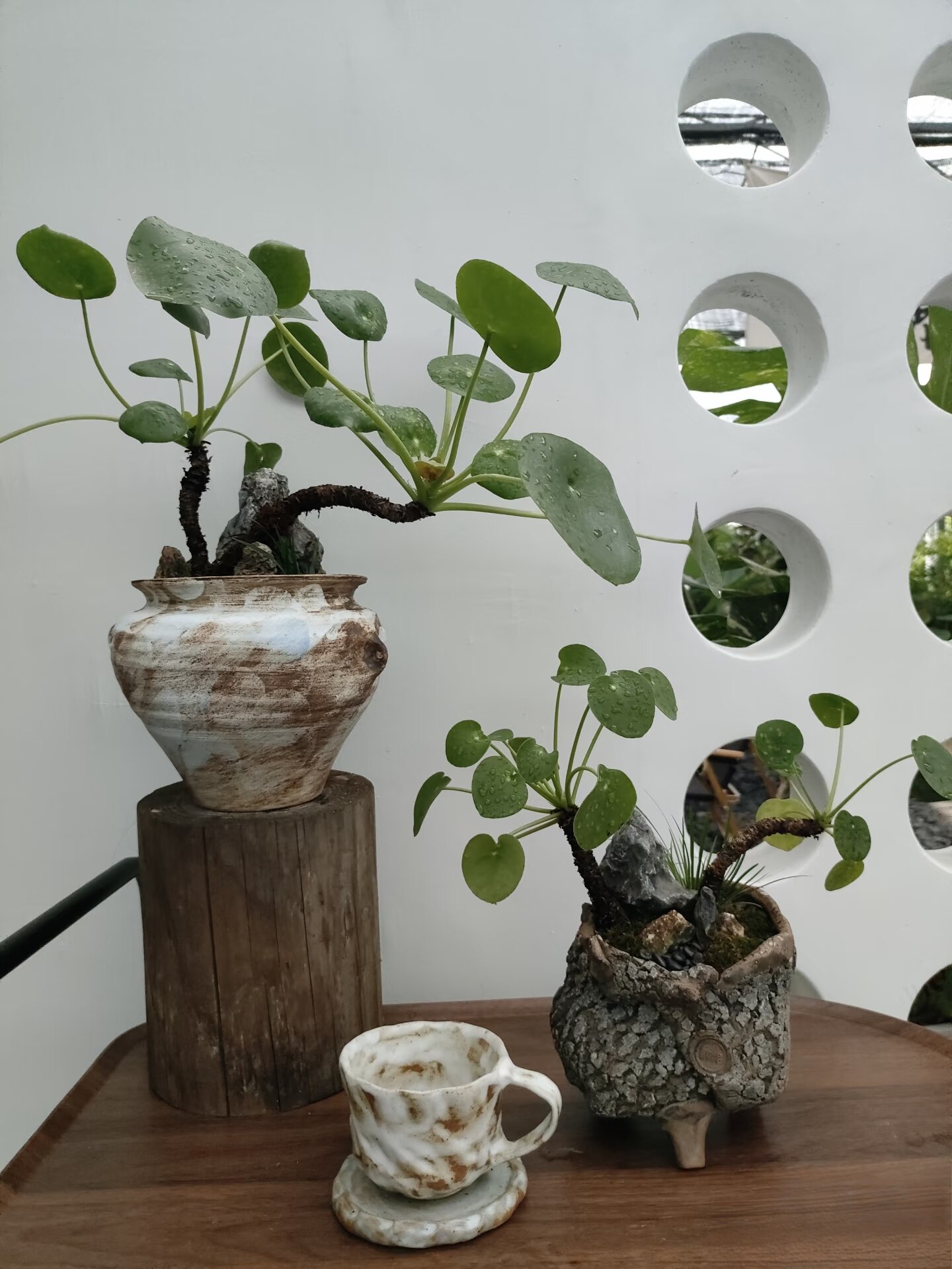 水培苔藓球镜面草茶台网红推荐盆栽常绿同款灌木室内水培植物
