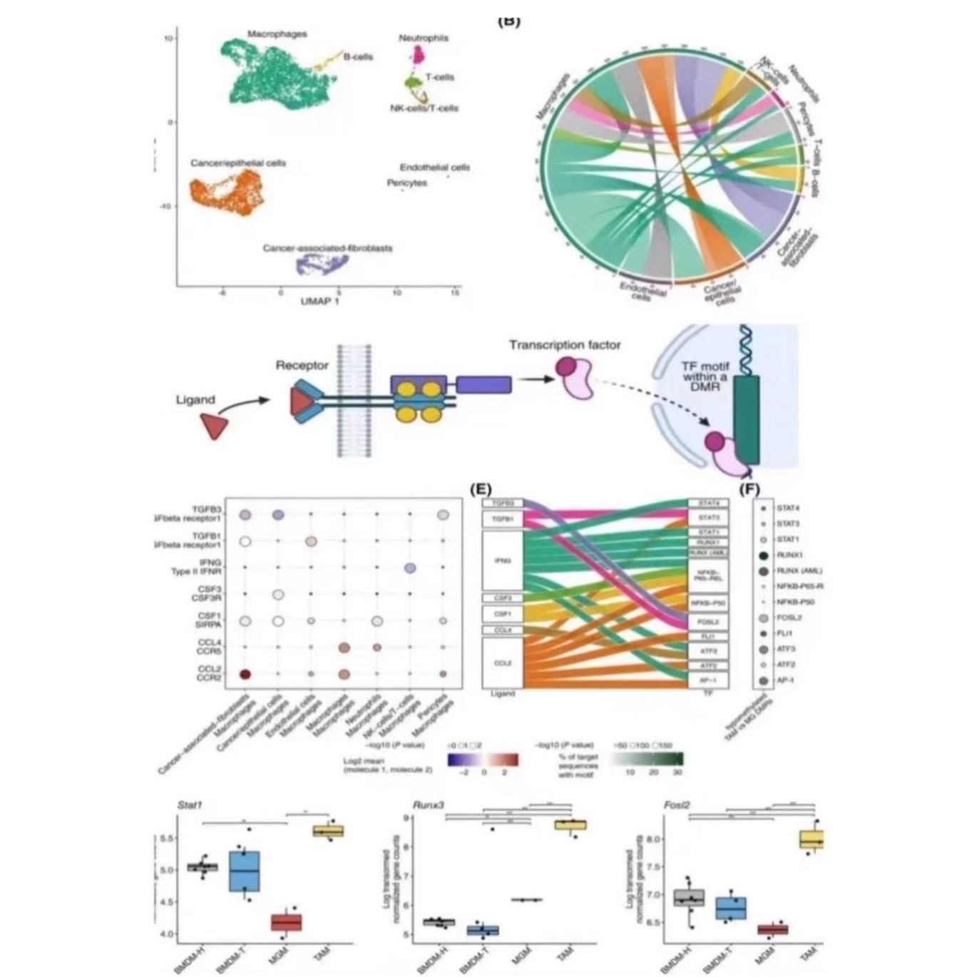 RNAseq转录组生信分析miRNA/lincRNA/circRNA个性化作图RNA-seq
