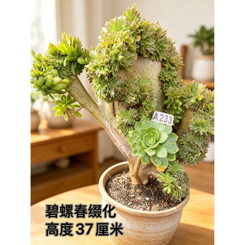 37CM碧螺春缀化多肉老桩盆栽