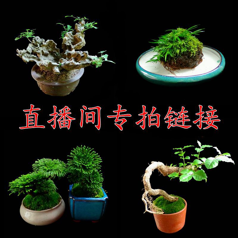 【直播专拍】卷柏.菖蒲水杨梅.黄荆树桩盆景