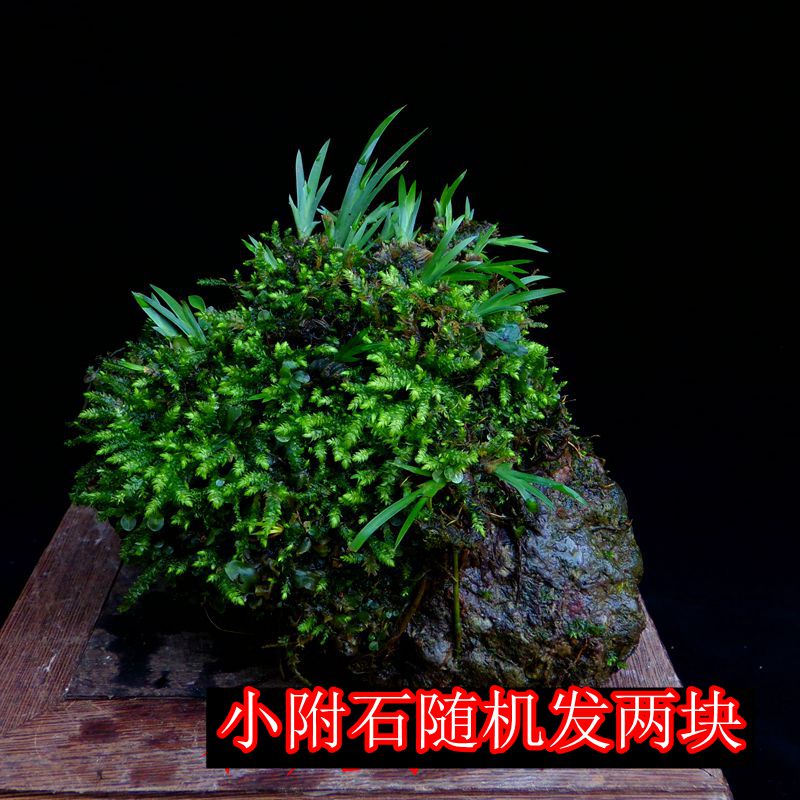 天然附石菖蒲盆景龙根菖蒲客厅室内绿植水培植物微观盆栽特价包邮