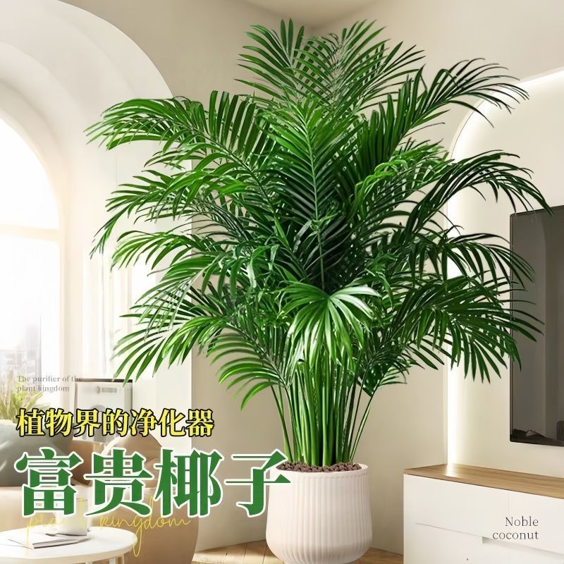 2米大型绿植富贵椰子树 办公室新居喜庆开业散尾葵除甲醛室内客厅
