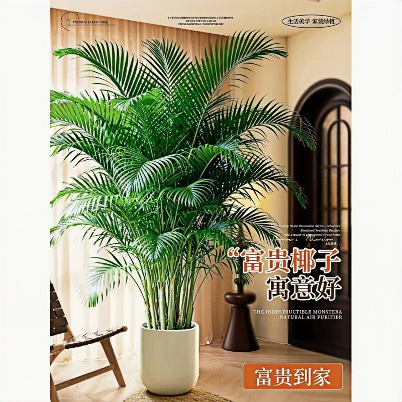 大型绿植盆栽富贵椰子室内客厅办公好养植物四季常青净空气散尾葵