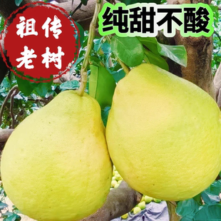 正宗湖南江永香柚沙田柚永州江永柚子大果白心甜柚当季新鲜包邮