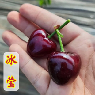 冰莹车厘子大樱桃苗脆甜多汁南北方种植