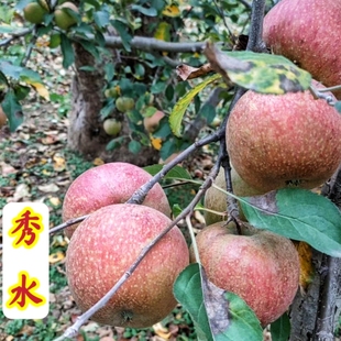 秀水苹果树苗国光山东嫁接苹果苗小时候的味道酸甜爽口果香浓郁