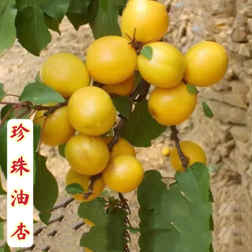 珍珠油杏树苗小白杏甜杏嫁接苗南北方种植吊干杏蜜杏芒果香油杏