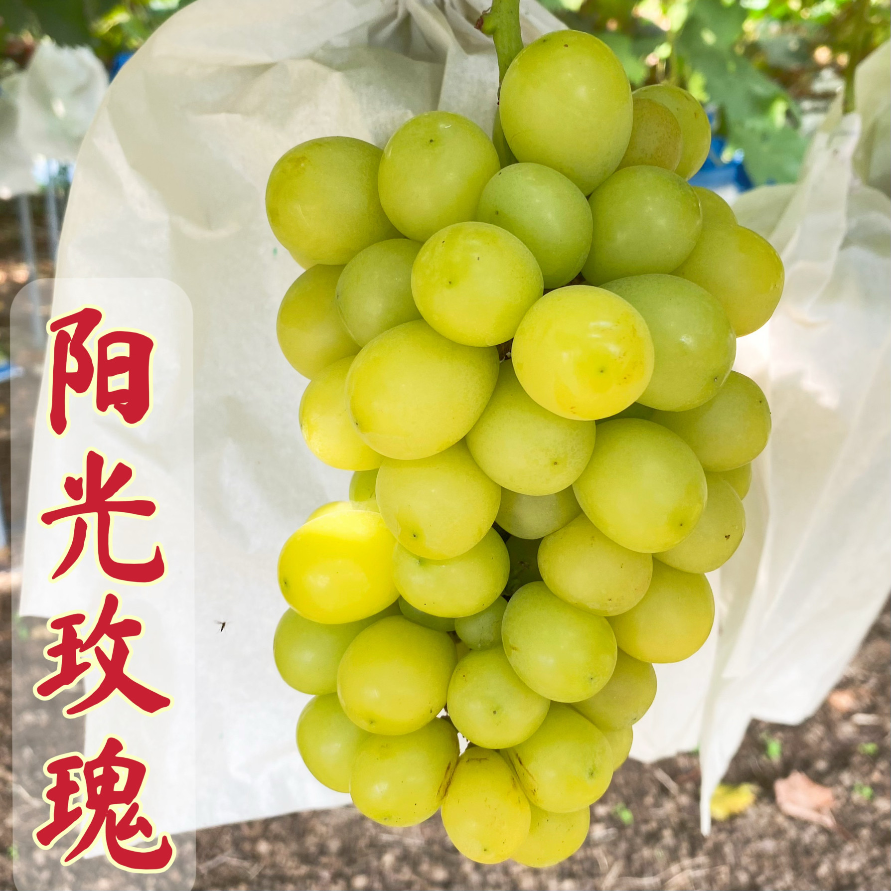 阳光玫瑰葡萄苗香印青提味浓香甜当年挂果夏音晴王山东青岛发货